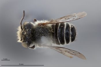 Media type: image;   Entomology 791097 Aspect: habitus dorsal view